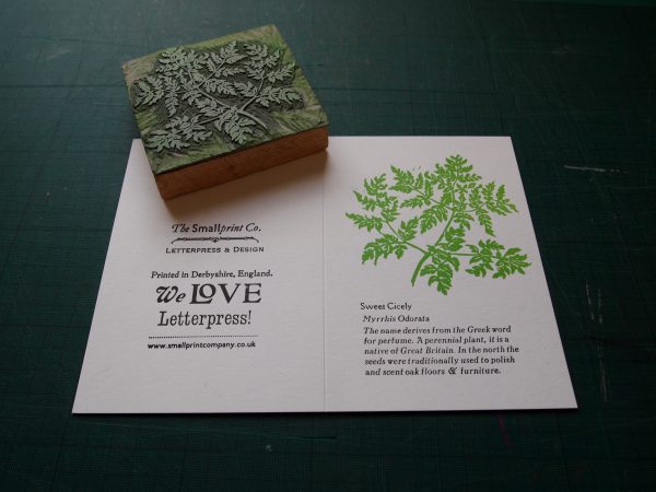 Sweet Cicely with lino block