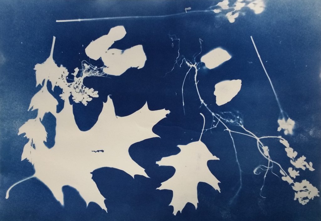Cyanotype Workshop with Clive Wheeler
