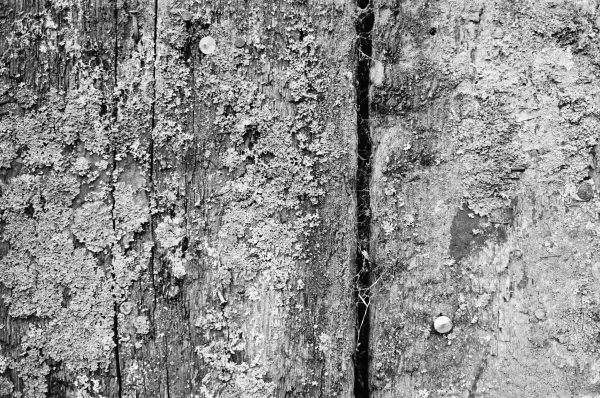 Black and white photograph of tree bark. Taken on a Minolta X-500