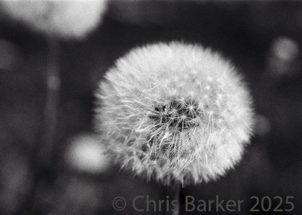 Dandelion #1 A black and white study of dandelion, by Chris Barker. Taken with a Minolta X-500 SLR Printed on gloss photo paper