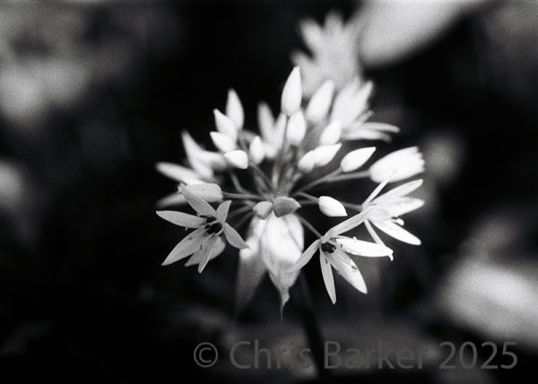 Wild Garlic #1 A black and white study of wild garlic, by Chris Barker. Taken with a Minolta X-500 SLR Printed on gloss photo paper