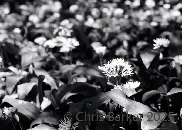 Wild Garlic #2 A black and white study of wild garlic, by Chris Barker. Taken with a Minolta X-500 SLR Printed on gloss photo paper